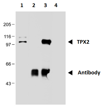 Anti-TPX2 Purified
