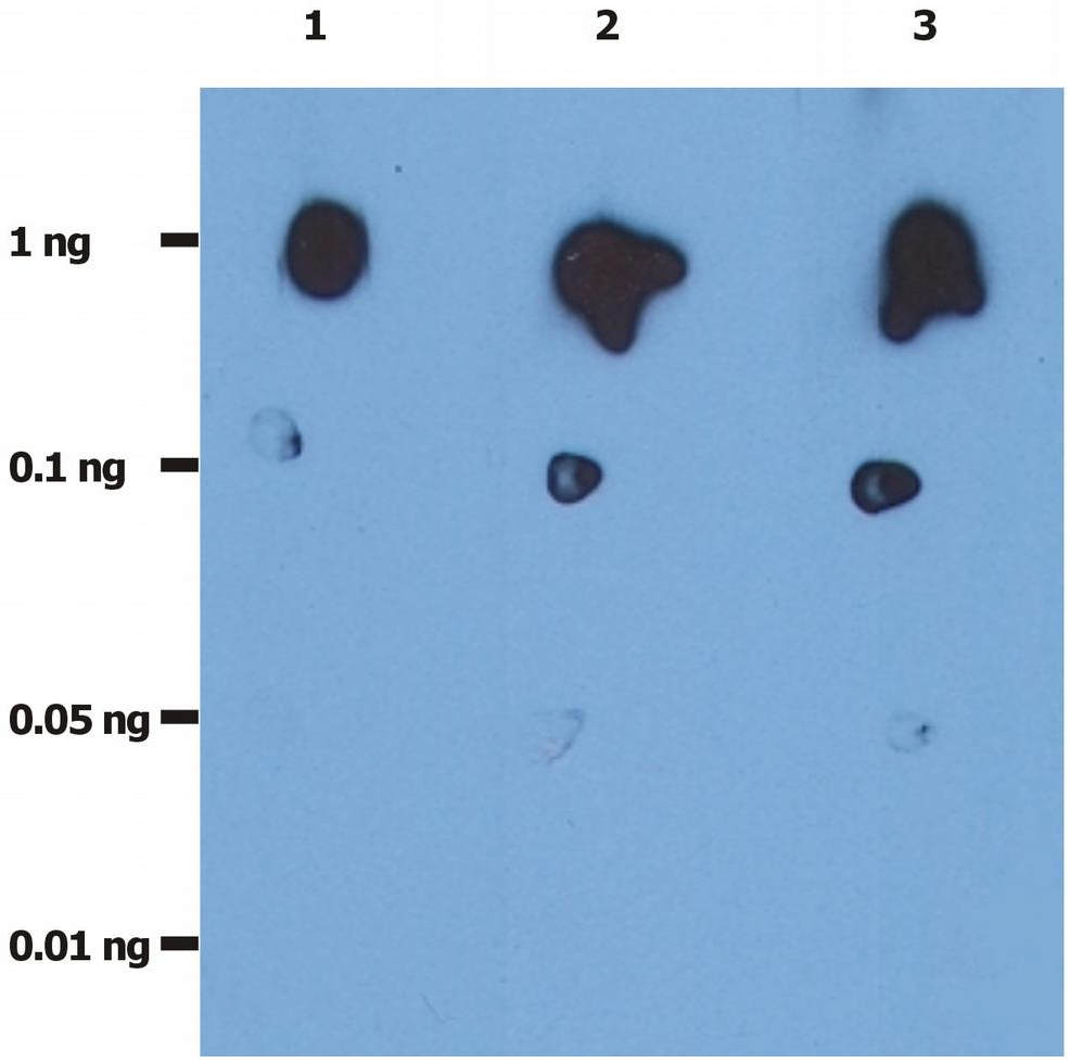 Anti-HIV-1/HIV-2 protease Purified