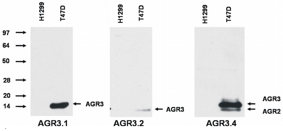 AGR3 antibody