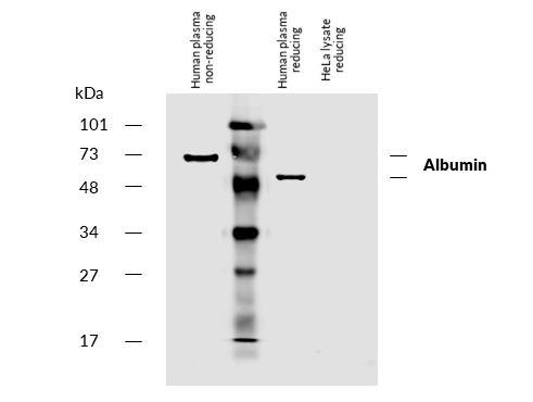 Albumin antibody (Biotin)