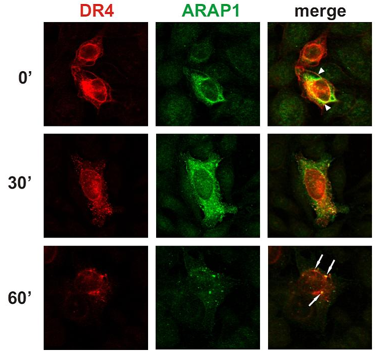 ARAP1 antibody