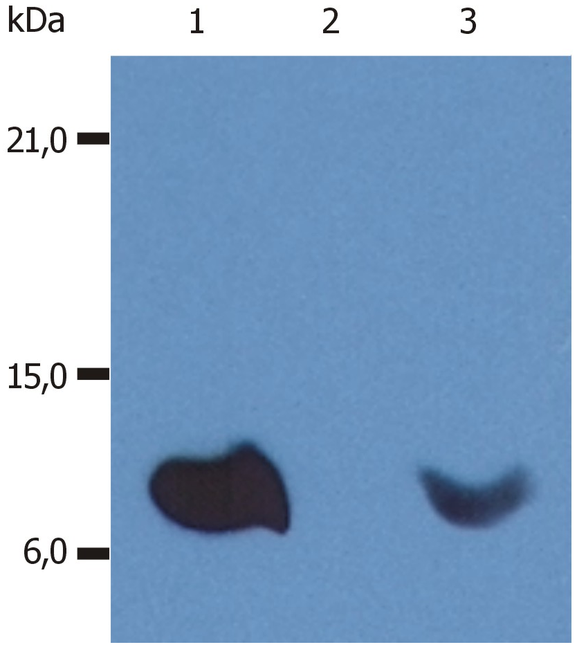 Anti-Hu beta2-Microglobulin Purified