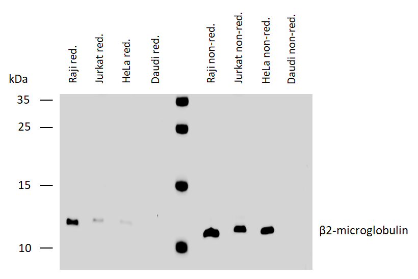 Anti-Hu beta2-Microglobulin Purified