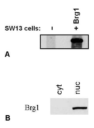 Brg1 antibody