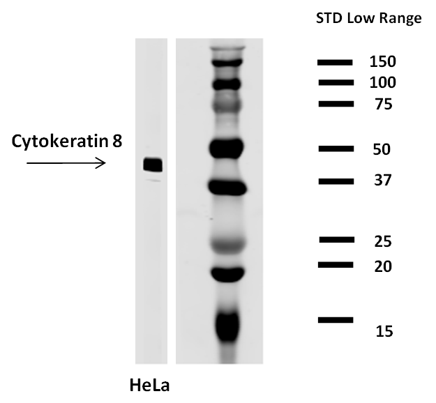 Anti-Cytokeratin 8 Purified