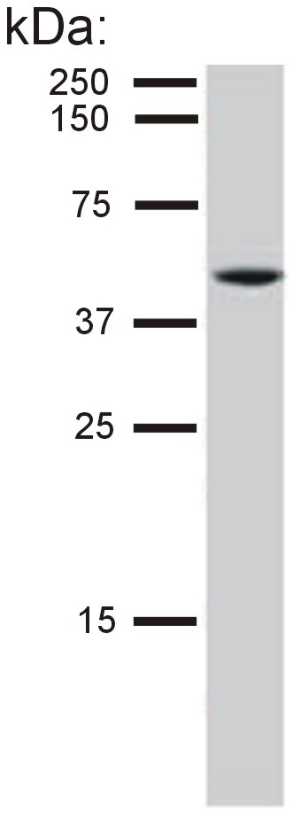 Cytokeratin 8 antibody
