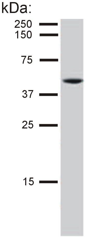 Anti-Cytokeratin 8 Purified