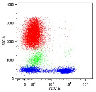 Anti-Hu CD5 Purified