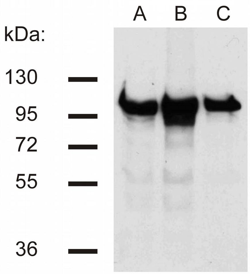 Anti-beta-Catenin Purified
