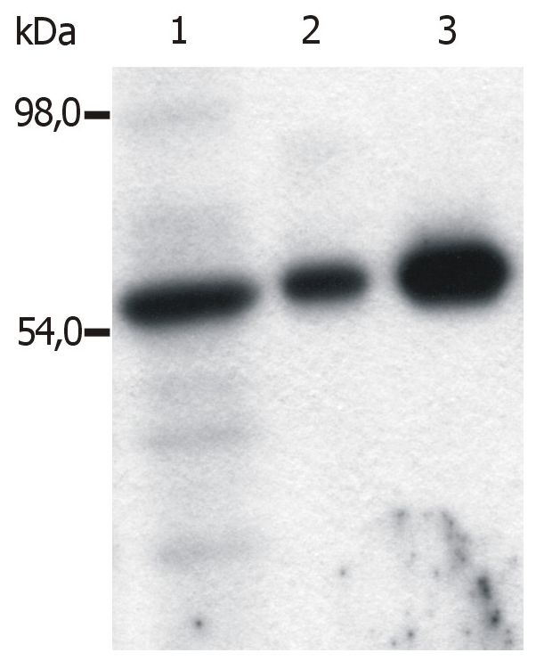 Fyn antibody