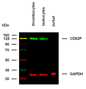 Anti-Hu CD62P Purified