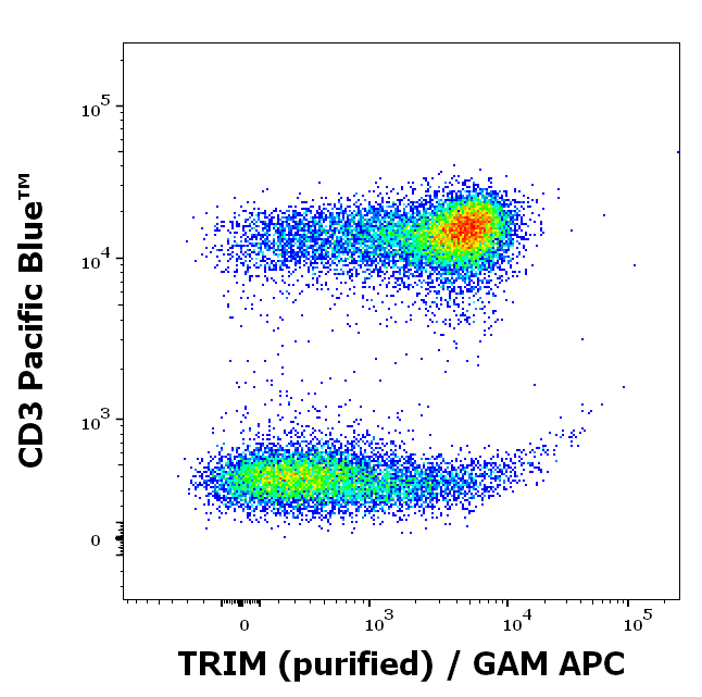 LAT antibody