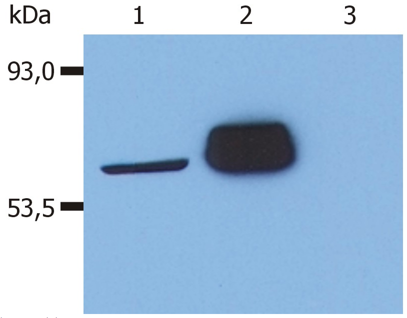 Lck antibody