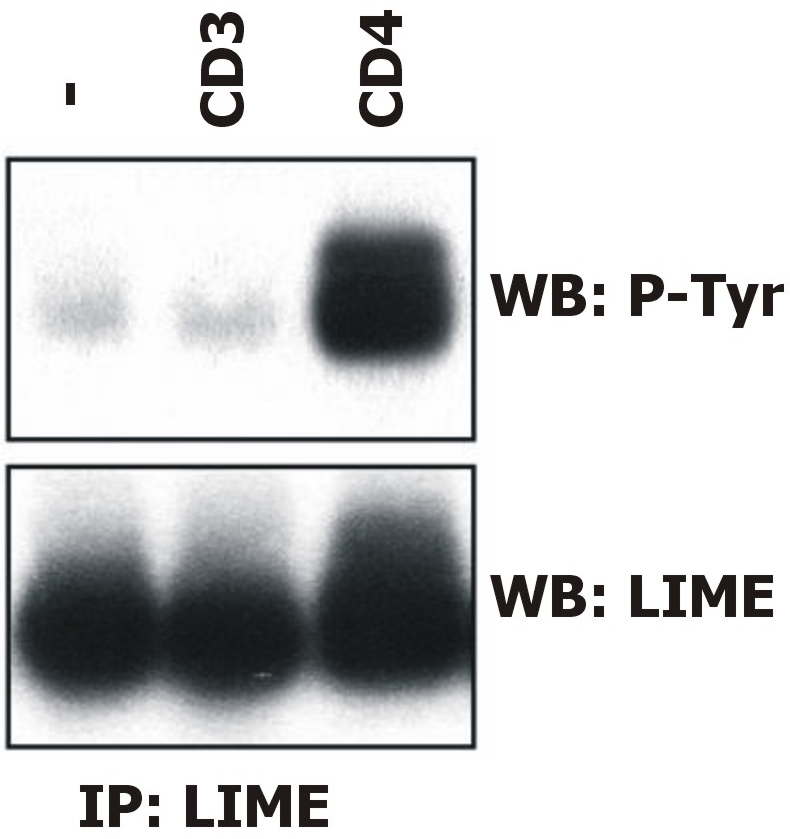 LIME antibody