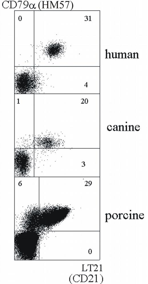 CD21 antibody