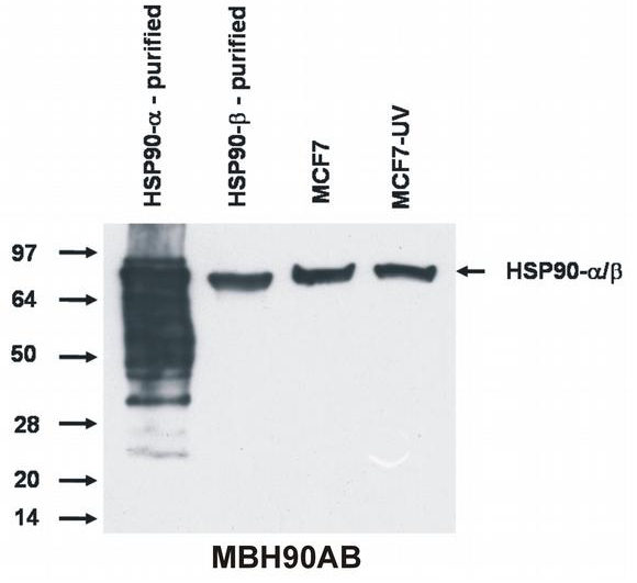 Hsp90 alpha/beta antibody