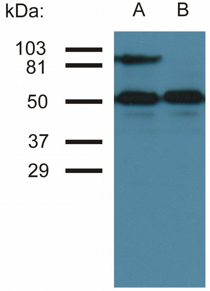 CD54 antibody