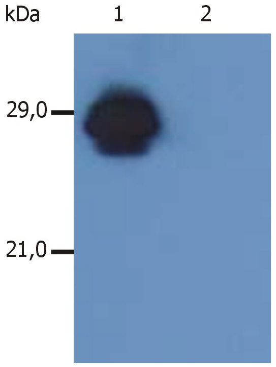 Anti-HLA-DR/DP Purified