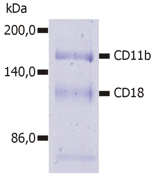 Anti-Hu CD11b Purified