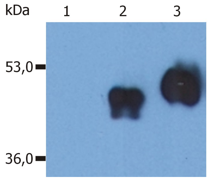 Anti-Hu CD14 Purified