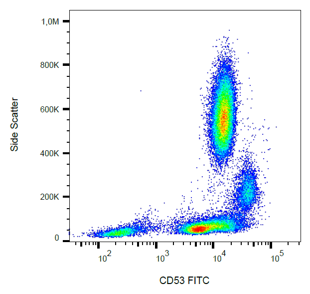 CD53 antibody (FITC)