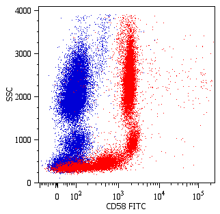 CD58 antibody (FITC)