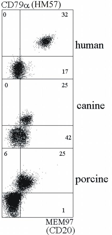 CD20 antibody