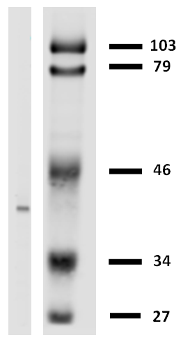 Anti-HLA-G Purified