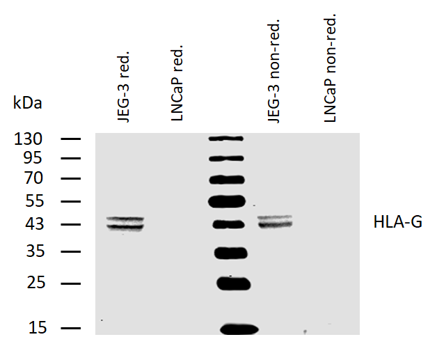 HLA-G antibody