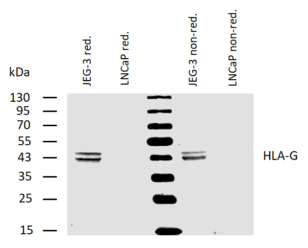 Anti-HLA-G Purified