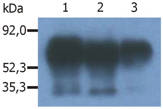 PAG antibody