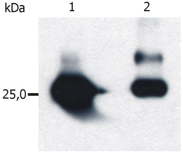 GST antibody