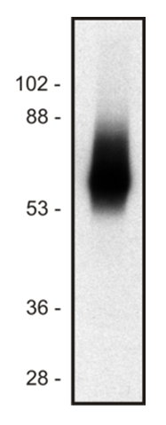 TRIM antibody