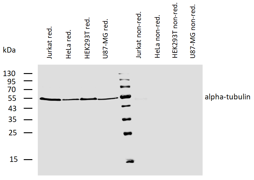 alpha tubulin antibody (Biotin)