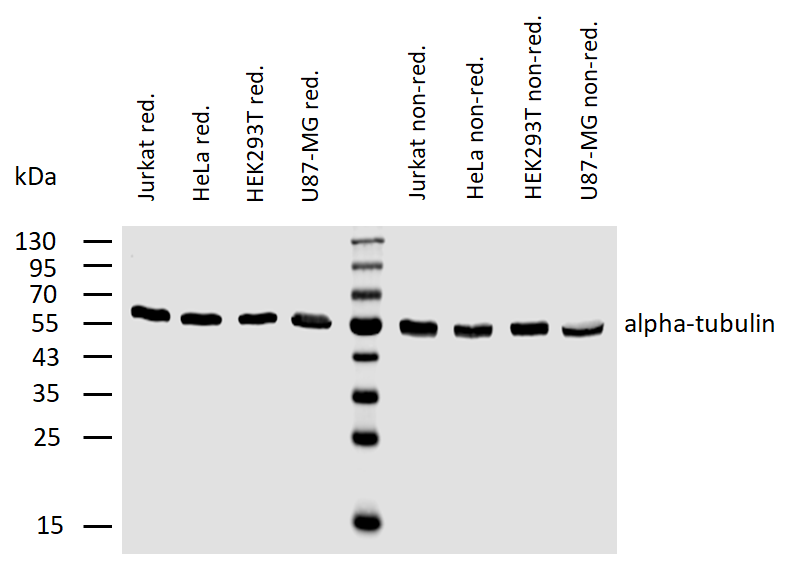 alpha tubulin antibody