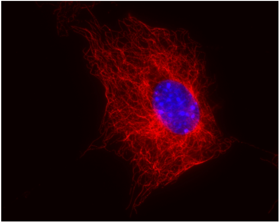 Anti-beta-Tubulin Purified