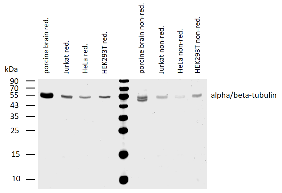 alpha/beta Tubulin dimer antibody