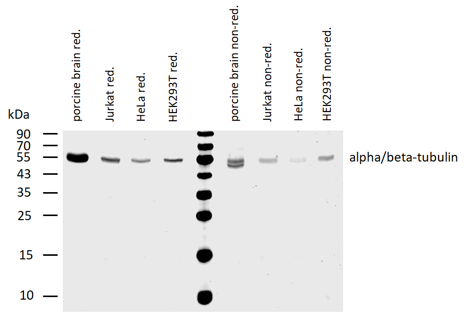 Anti-alpha/beta-Tubulin dimer Purified