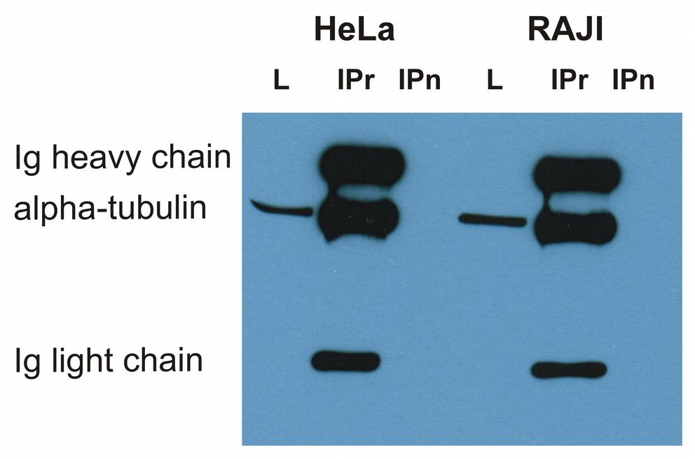 alpha tubulin antibody