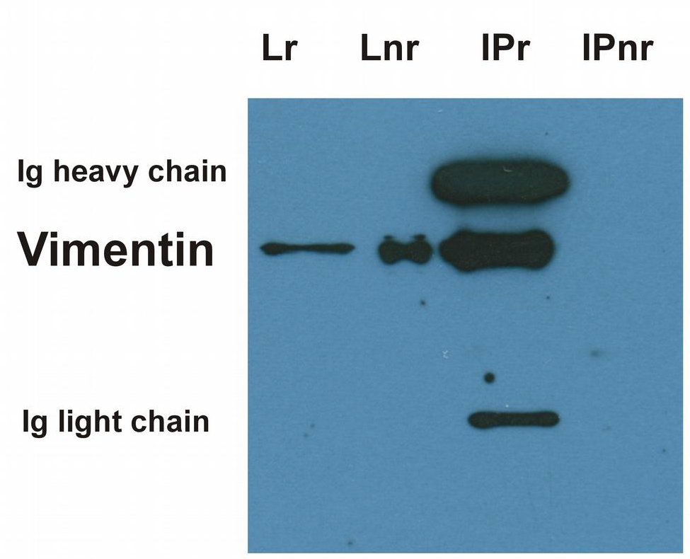 Anti-Vimentin Purified