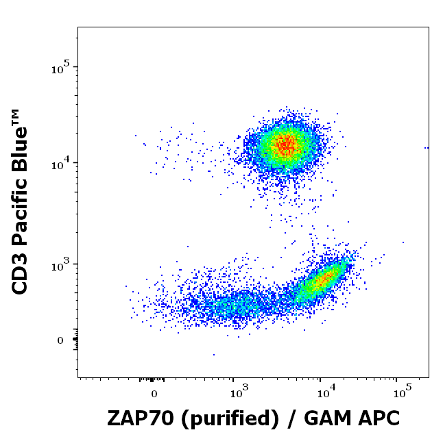 ZAP-70 antibody