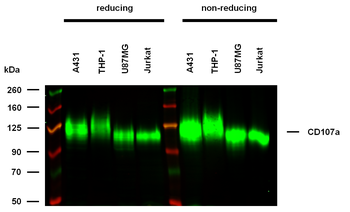 Anti-Hu CD107a Purified Azide Free