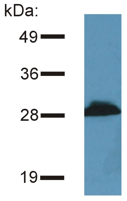 PRR7 antibody