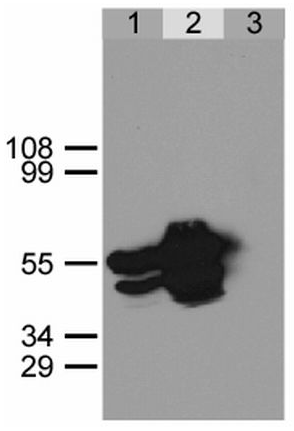 Anti-GFP Purified