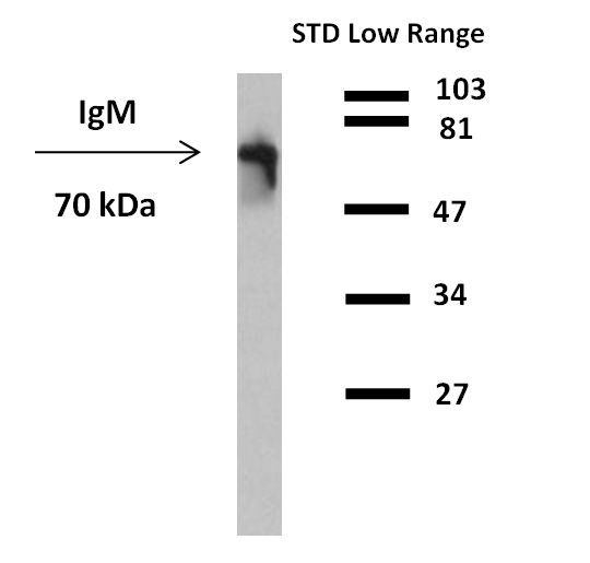 Mouse Anti-Human IgM antibody (HRP)