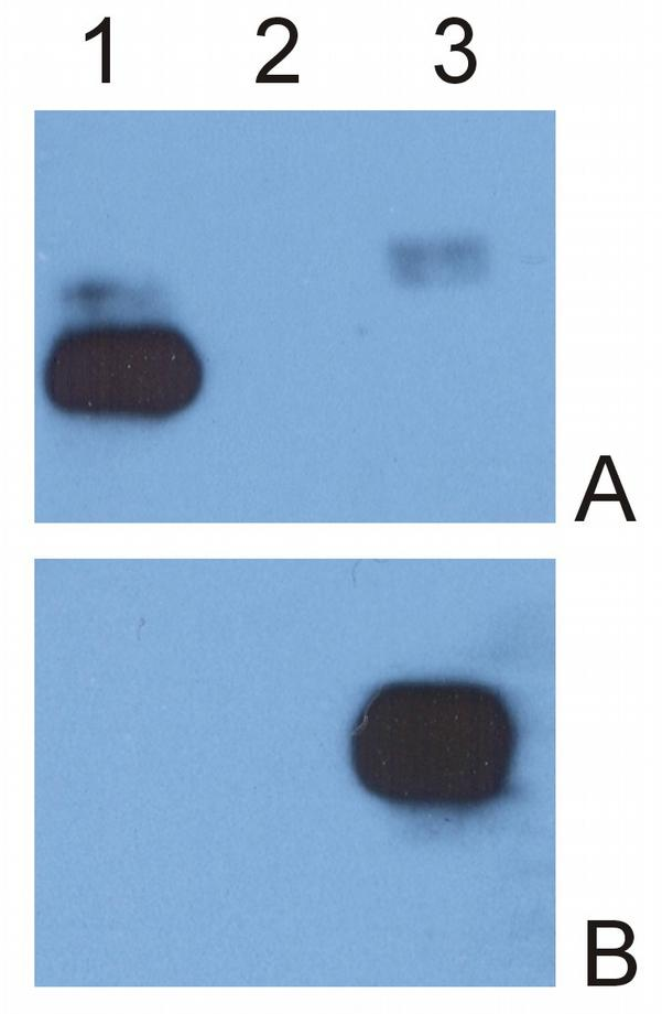 Mouse Anti-Human IgG (Fc) antibody