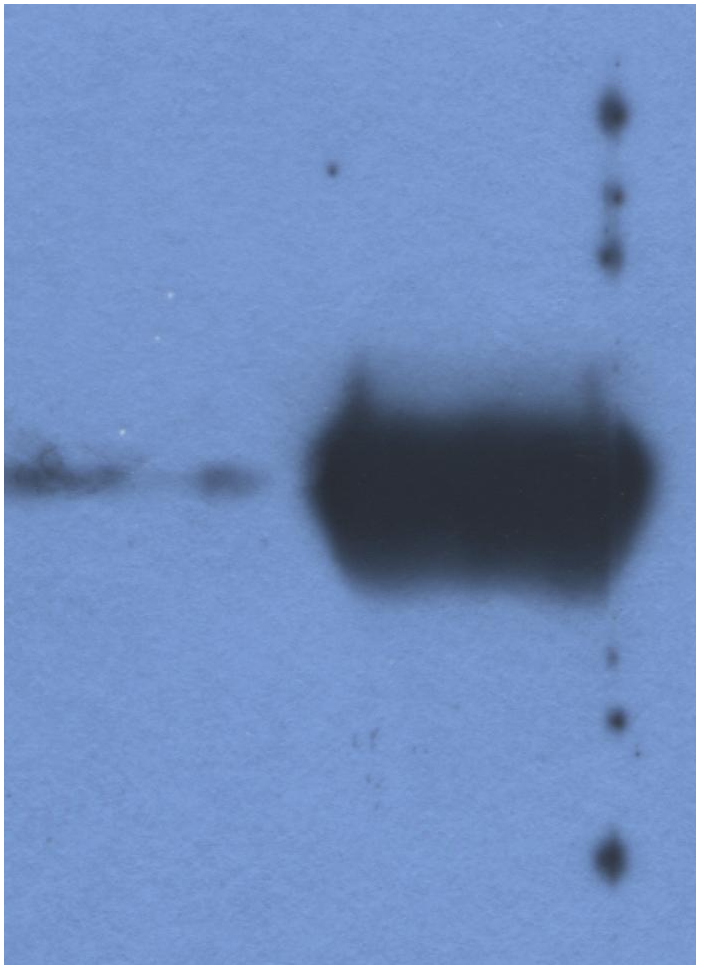 Mouse Anti-Bovine IgG (L chain) antibody