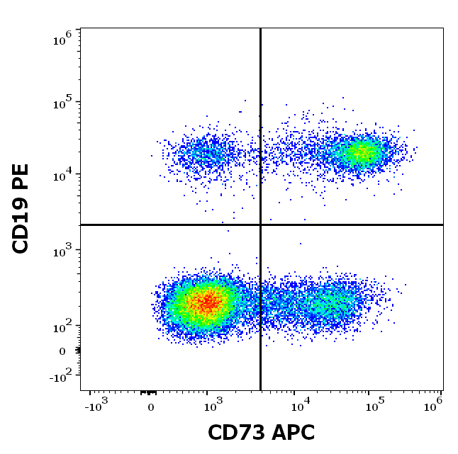 Anti-Hu CD73 APC