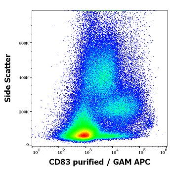 Anti-Hu CD83 Purified