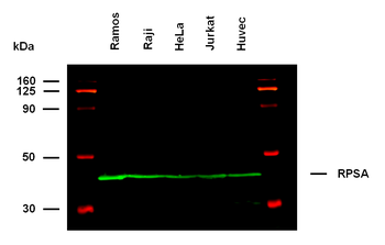 RPSA antibody